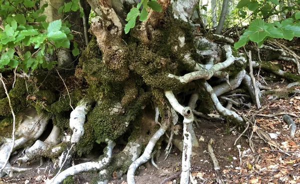 Drzewa Roślinność Lesie Mieszanym Terenie Parku Przyrody Ucka Chorwacja Drvece — Zdjęcie stockowe