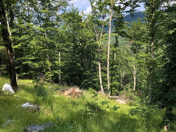 Alberi Vegetazione Una Foresta Mista Nella Zona Del Parco Naturale — Foto Stock