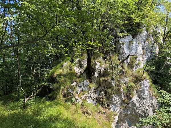 크로아티아우카 지역의 나무와 크로아티아 Drvece Raslinje Mjesovitoj Sumi Podrucju Parka — 스톡 사진
