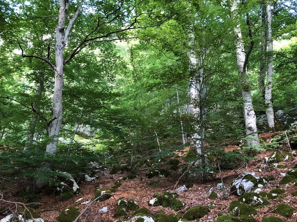 크로아티아우카 지역의 나무와 크로아티아 Drvece Raslinje Mjesovitoj Sumi Podrucju Parka — 스톡 사진