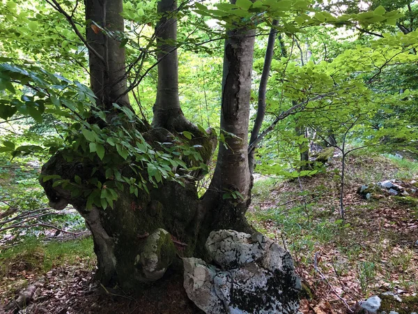 Träd Och Vegetation Blandskog Naturparken Ucka Kroatien Drvece Raslinje Mjesovitoj — Stockfoto