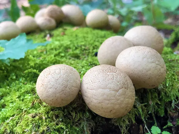 Bergplanten Diverse Flora Weiden Van Het Natuurpark Ucka Kroatië Planinske — Stockfoto