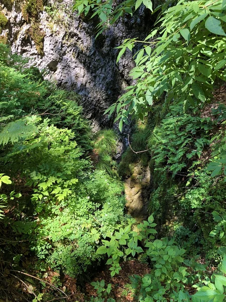 Piante Montagna Flora Varia Sui Pascoli Del Parco Naturale Dell — Foto Stock