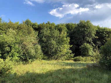 Hırvatistan 'ın Ucka doğa parkında ve Cicarija Dağı' ndaki seyrek orman ve otlaklar - Prorijedjene I pasnjaci na planini Cicariji i parku prirode Ucka, Hrvatska