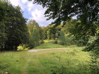 Hırvatistan 'ın Ucka doğa parkında ve Cicarija Dağı' ndaki seyrek orman ve otlaklar - Prorijedjene I pasnjaci na planini Cicariji i parku prirode Ucka, Hrvatska