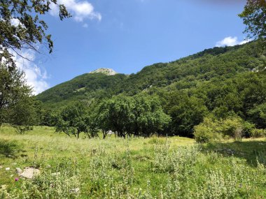Ucka Dağı ve Ucka doğa parkındaki seyrek orman ve otlaklar - Istria, Hırvatistan / Prorijeene I pasnjaci na planini Ucki i u parku prirode Ucka - Istra, Hrvatska