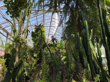 Tropikal ev veya Tropenhaus (Palm House veya Sera) - Botanik Bahçesi St. Gallen veya Der Botanische Garten St. Gallen (Sankt Gallen Botanik Bahçesi), İsviçre / Schweiz