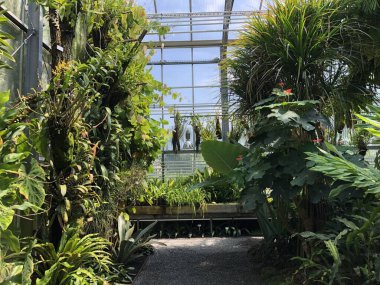 Tropikal ev veya Tropenhaus (Palm House veya Sera) - Botanik Bahçesi St. Gallen veya Der Botanische Garten St. Gallen (Sankt Gallen Botanik Bahçesi), İsviçre / Schweiz