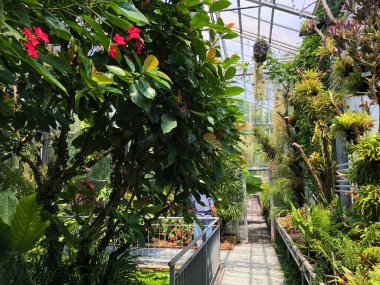 Tropikal ev veya Tropenhaus (Palm House veya Sera) - Botanik Bahçesi St. Gallen veya Der Botanische Garten St. Gallen (Sankt Gallen Botanik Bahçesi), İsviçre / Schweiz