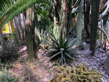 Tropikal ev veya Tropenhaus (Palm House veya Sera) - Botanik Bahçesi St. Gallen veya Der Botanische Garten St. Gallen (Sankt Gallen Botanik Bahçesi), İsviçre / Schweiz
