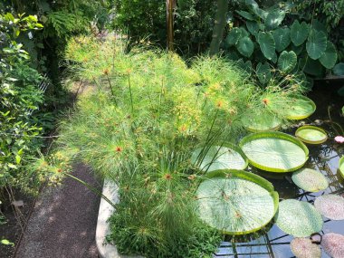 Tropikal ev veya Tropenhaus (Palm House veya Sera) - Botanik Bahçesi St. Gallen veya Der Botanische Garten St. Gallen (Sankt Gallen Botanik Bahçesi), İsviçre / Schweiz