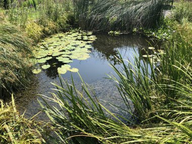 Botanik Bahçesi St. Gallen veya Der Botanische Bahçesi St. Gallen (Sankt Gallen 'deki Botanik Bahçesi), İsviçre / Schweiz