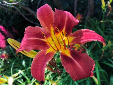 Botanik Bahçesi 'nde çeşitli bitki örtüsü ve tropik çiçekler St. Gallen, İsviçre / Der Botanische Garten Stankt Gallen, Schweiz