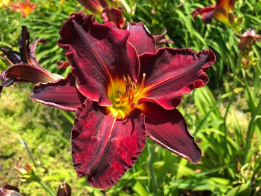 Botanik Bahçesi 'nde çeşitli bitki örtüsü ve tropik çiçekler St. Gallen, İsviçre / Der Botanische Garten Stankt Gallen, Schweiz