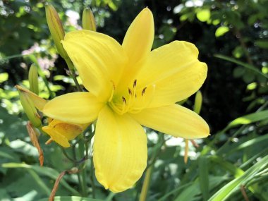 Botanik Bahçesi 'nde çeşitli bitki örtüsü ve tropik çiçekler St. Gallen, İsviçre / Der Botanische Garten Stankt Gallen, Schweiz