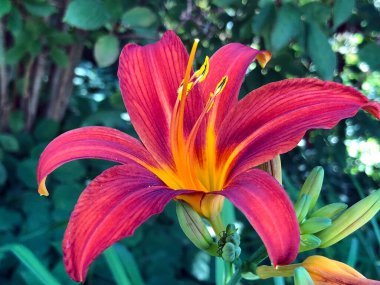 Botanik Bahçesi 'nde çeşitli bitki örtüsü ve tropik çiçekler St. Gallen, İsviçre / Der Botanische Garten Stankt Gallen, Schweiz