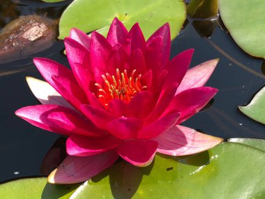 Botanik Bahçesi 'nde çeşitli bitki örtüsü ve tropik çiçekler St. Gallen, İsviçre / Der Botanische Garten Stankt Gallen, Schweiz