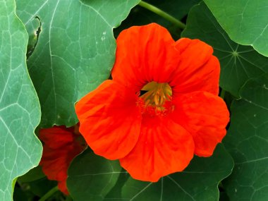 Botanik Bahçesi 'nde çeşitli bitki örtüsü ve tropik çiçekler St. Gallen, İsviçre / Der Botanische Garten Stankt Gallen, Schweiz
