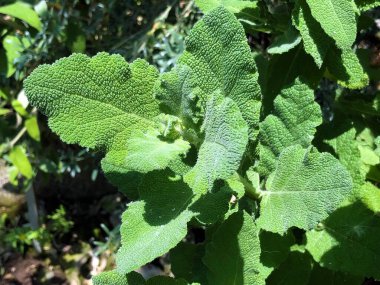 Botanik Bahçesi 'nde çeşitli bitki örtüsü ve tropik çiçekler St. Gallen, İsviçre / Der Botanische Garten Stankt Gallen, Schweiz