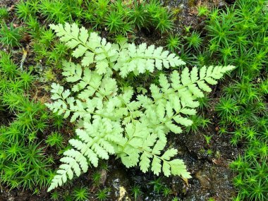 Botanik Bahçesi 'nde çeşitli bitki örtüsü ve tropik çiçekler St. Gallen, İsviçre / Der Botanische Garten Stankt Gallen, Schweiz