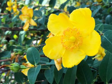 Botanik Bahçesi 'nde çeşitli bitki örtüsü ve tropik çiçekler St. Gallen, İsviçre / Der Botanische Garten Stankt Gallen, Schweiz