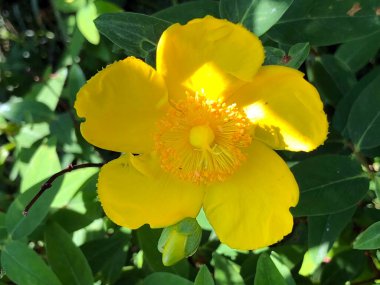Botanik Bahçesi 'nde çeşitli bitki örtüsü ve tropik çiçekler St. Gallen, İsviçre / Der Botanische Garten Stankt Gallen, Schweiz
