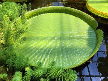 Botanik Bahçesi 'nde çeşitli bitki örtüsü ve tropik çiçekler St. Gallen, İsviçre / Der Botanische Garten Stankt Gallen, Schweiz