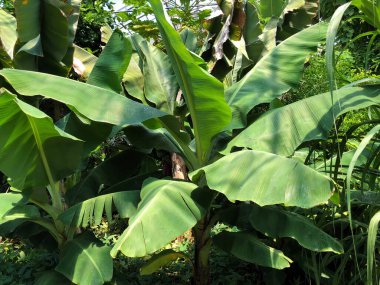 Botanik Bahçesi 'nde çeşitli bitki örtüsü ve tropik çiçekler St. Gallen, İsviçre / Der Botanische Garten Stankt Gallen, Schweiz