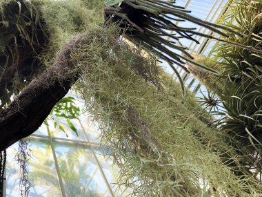 Botanik Bahçesi 'nde çeşitli bitki örtüsü ve tropik çiçekler St. Gallen, İsviçre / Der Botanische Garten Stankt Gallen, Schweiz