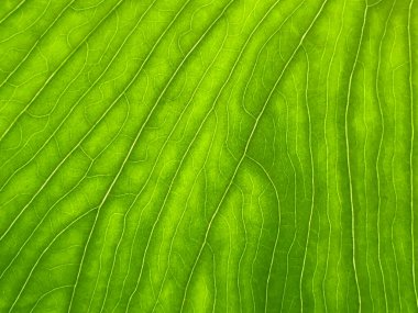 Botanik Bahçesi 'nde çeşitli bitki örtüsü ve tropik çiçekler St. Gallen, İsviçre / Der Botanische Garten Stankt Gallen, Schweiz
