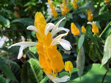 Botanik Bahçesi 'nde çeşitli bitki örtüsü ve tropik çiçekler St. Gallen, İsviçre / Der Botanische Garten Stankt Gallen, Schweiz