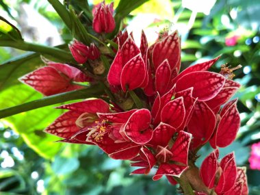 Botanik Bahçesi 'nde çeşitli bitki örtüsü ve tropik çiçekler St. Gallen, İsviçre / Der Botanische Garten Stankt Gallen, Schweiz