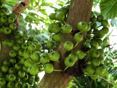 Botanik Bahçesi 'nde çeşitli bitki örtüsü ve tropik çiçekler St. Gallen, İsviçre / Der Botanische Garten Stankt Gallen, Schweiz