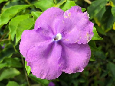 Botanik Bahçesi 'nde çeşitli bitki örtüsü ve tropik çiçekler St. Gallen, İsviçre / Der Botanische Garten Stankt Gallen, Schweiz