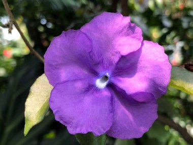 Botanik Bahçesi 'nde çeşitli bitki örtüsü ve tropik çiçekler St. Gallen, İsviçre / Der Botanische Garten Stankt Gallen, Schweiz