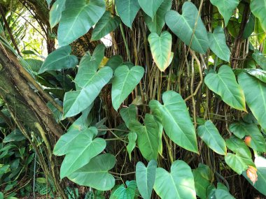 Botanik Bahçesi 'nde çeşitli bitki örtüsü ve tropik çiçekler St. Gallen, İsviçre / Der Botanische Garten Stankt Gallen, Schweiz