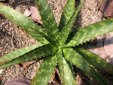 Botanik Bahçesi 'nde çeşitli bitki örtüsü ve tropik çiçekler St. Gallen, İsviçre / Der Botanische Garten Stankt Gallen, Schweiz