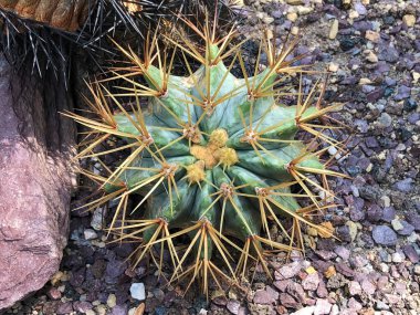 Botanik Bahçesi 'nde çeşitli bitki örtüsü ve tropik çiçekler St. Gallen, İsviçre / Der Botanische Garten Stankt Gallen, Schweiz
