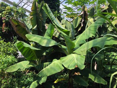 Botanik Bahçesi 'nde çeşitli bitki örtüsü ve tropik çiçekler St. Gallen, İsviçre / Der Botanische Garten Stankt Gallen, Schweiz