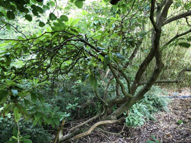 Botanik Bahçesi 'nde çeşitli bitki örtüsü ve tropik çiçekler St. Gallen, İsviçre / Der Botanische Garten Stankt Gallen, Schweiz