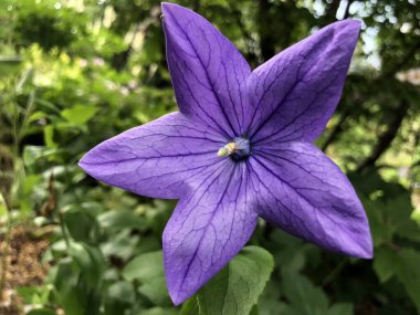 Botanik Bahçesi 'nde çeşitli bitki örtüsü ve tropik çiçekler St. Gallen, İsviçre / Der Botanische Garten Stankt Gallen, Schweiz