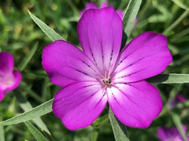 Botanik Bahçesi 'nde çeşitli bitki örtüsü ve tropik çiçekler St. Gallen, İsviçre / Der Botanische Garten Stankt Gallen, Schweiz