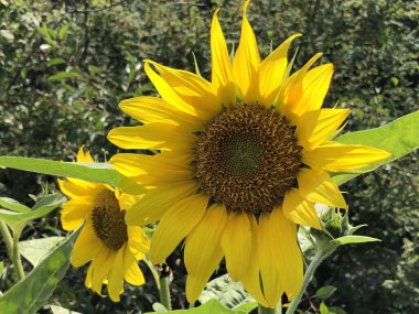 Botanik Bahçesi 'nde çeşitli bitki örtüsü ve tropik çiçekler St. Gallen, İsviçre / Der Botanische Garten Stankt Gallen, Schweiz