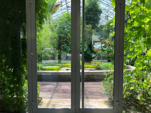 Tropikal Veya Tropenhaus Palm House Veya Sera Botanik Bahçesi Gallen — Stok fotoğraf