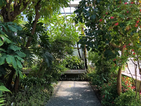 Tropical House Tropenhaus Palm House Greenhouse Botanical Garden Gallen Der —  Fotos de Stock