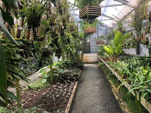 Tropický Dům Nebo Tropenhaus Palmový Dům Nebo Skleník Botanická Zahrada — Stock fotografie