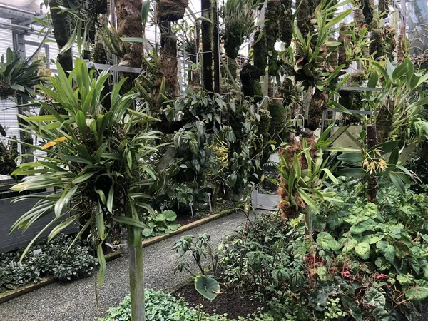 トロピカルハウスまたはTropenhaus パームハウスまたは温室 植物園St Gallen Der Botanische Garden Gallen サンクト ガレンの植物園 — ストック写真