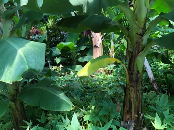 Tropenhaus Oder Tropenhaus Botanischer Garten Gallen Oder Der Botanische Garten — Stockfoto