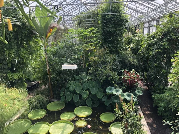 Tropikal ev veya Tropenhaus (Palm House veya Sera) - Botanik Bahçesi St. Gallen veya Der Botanische Garten St. Gallen (Sankt Gallen Botanik Bahçesi), İsviçre / Schweiz