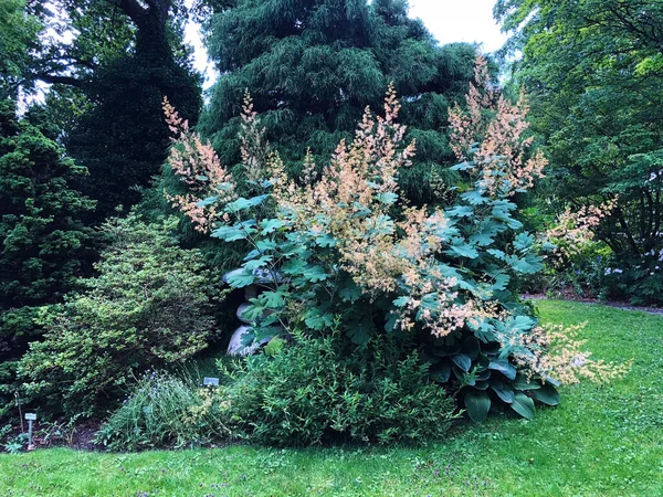 植物園 サンクト ガレンの植物園 スイス スイス — ストック写真